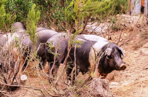 Cinta Senese, het bekendste varken van Toscane