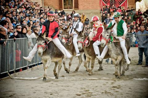 Vakantie Siena, racende ezels bij de Palio dei Somari in Torrita di Siena