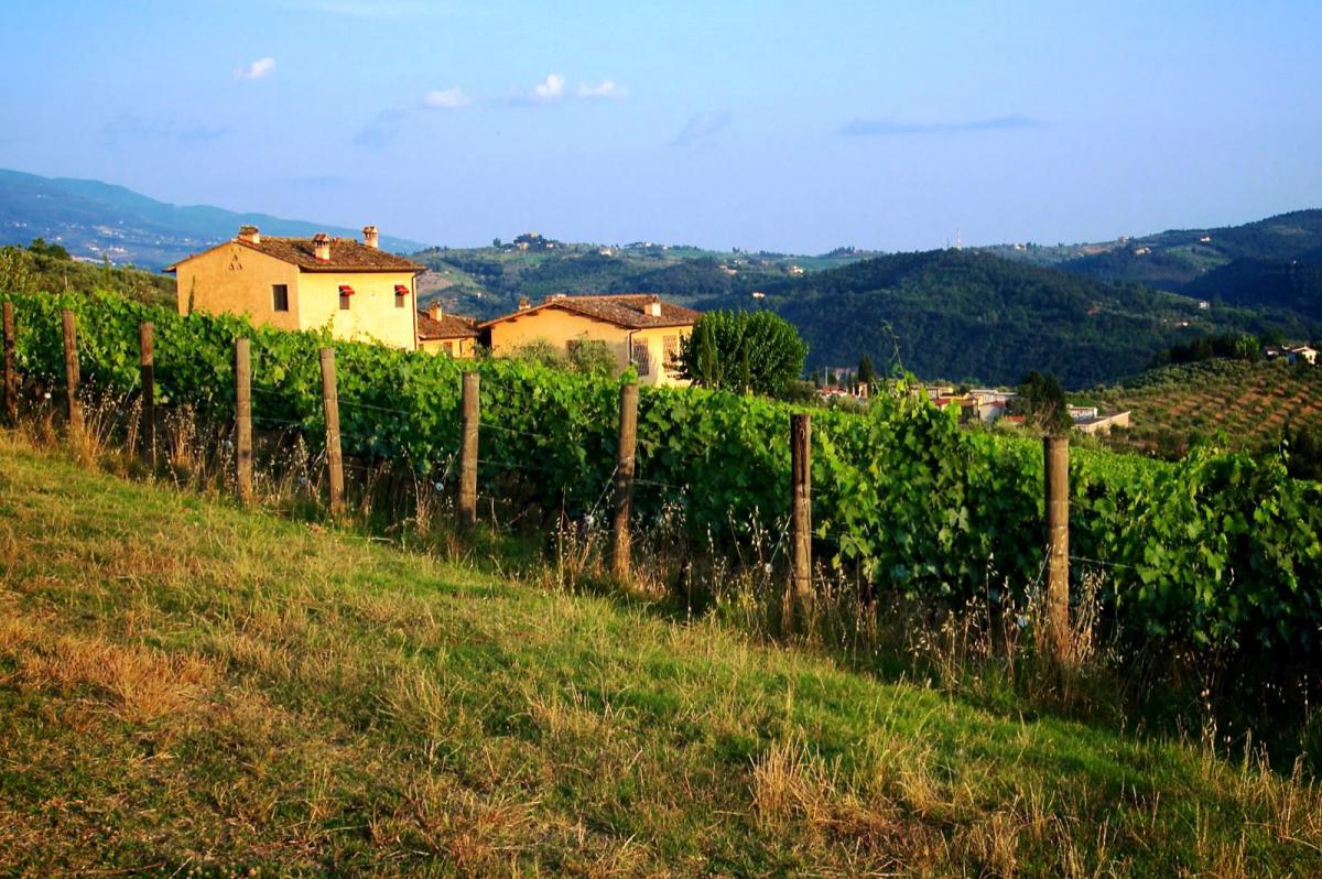 De wijngaarden in Toscane