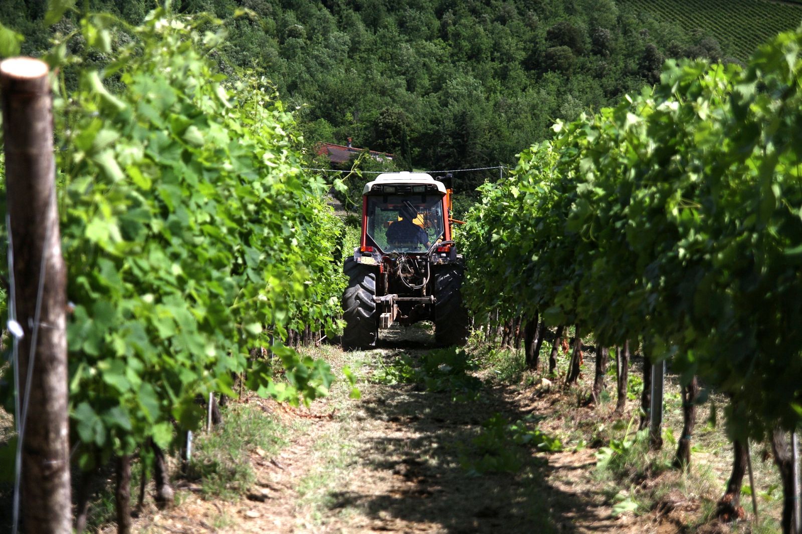 Druiven oogst voor de Toscane wijn